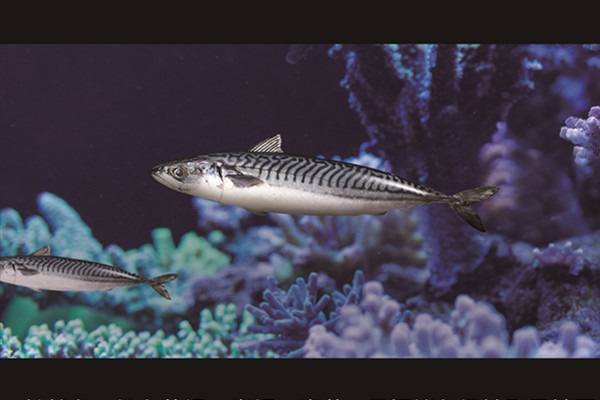Mackerel