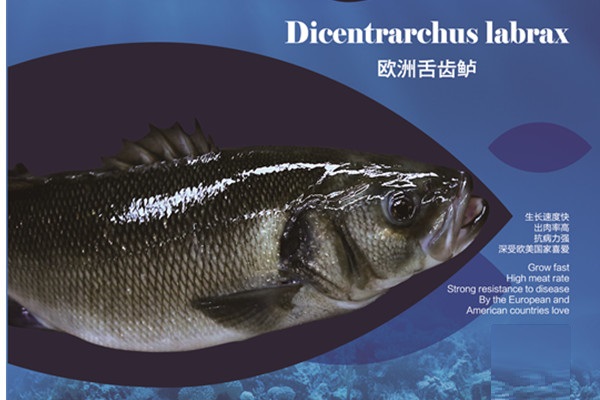 Dicentrarchus labrax