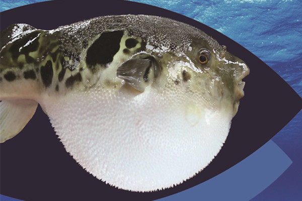 Takifugu rubripes 