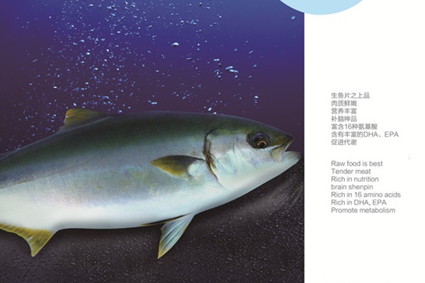 Yellowtail kingfish
