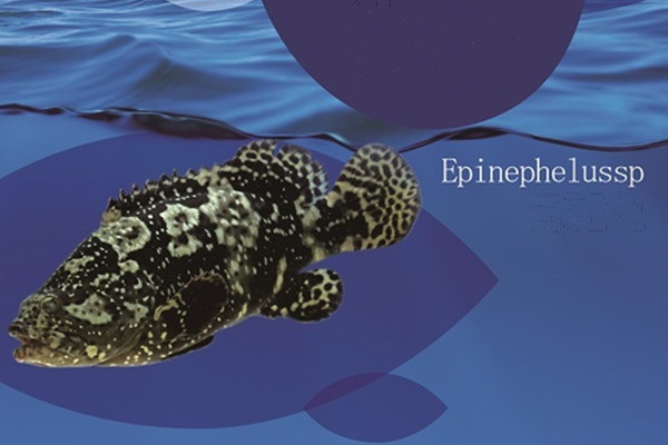 grouper